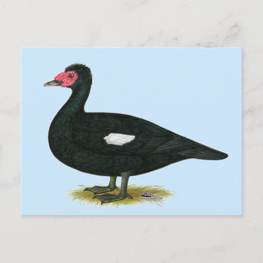 Carte Postale Muscovy Black Drake (Devant)