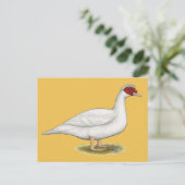Carte Postale Muscovy blanc de canard (Debout devant)