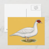 Carte Postale Muscovy blanc de canard (Devant / Derrière)
