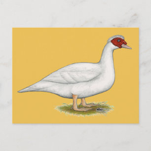 Carte Postale Muscovy blanc de canard
