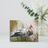 Carte postale Muscovy Duck (Debout devant)
