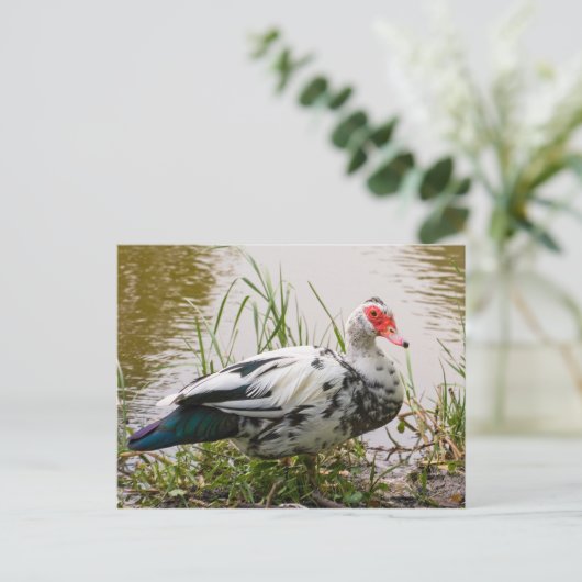 Carte postale Muscovy Duck (Debout devant)