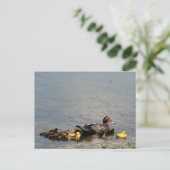 Carte postale Muscovy Duck Photo (Debout devant)