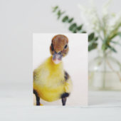 Carte Postale Muscovy Duckling (Debout devant)