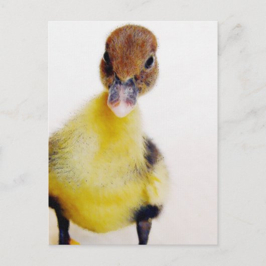Carte Postale Muscovy Duckling (Devant)