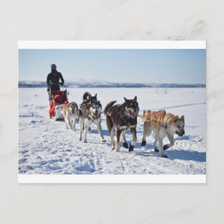 Carte Postale Musculation des chiens en Alaska