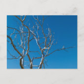 Carte Postale Musée d'art de Saint-Louis Sculpture (Devant)