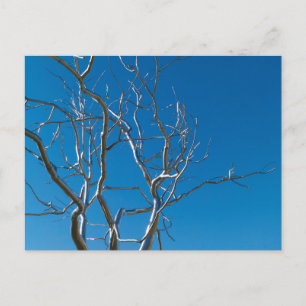 Carte Postale Musée d'art Saint-Louis Sculpture