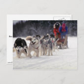 Carte Postale Mush (Devant / Derrière)