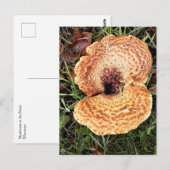 Carte Postale Mushroom in the Forest (Devant / Derrière)