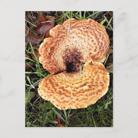 Carte Postale Mushroom in the Forest (Devant)