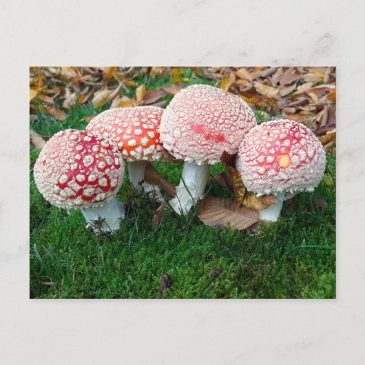 Carte Postale mushroom town (Devant)