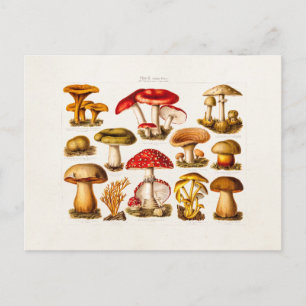 Carte Postale Mushroom Variety Red Mushrooms