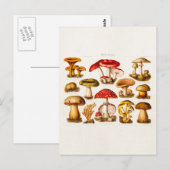Carte Postale Mushrooms de la variety rouge (Devant / Derrière)