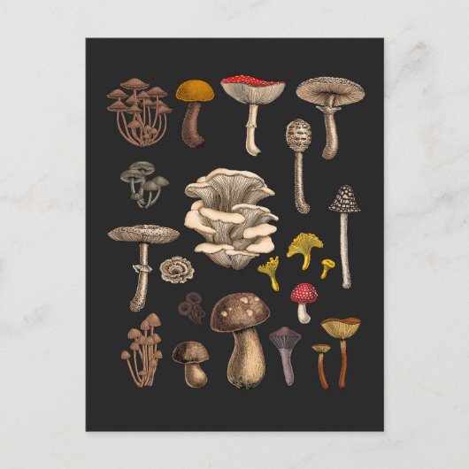 Carte Postale Mushrooms sauvages (Devant)