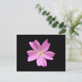 Carte Postale Musk-mallow (Debout devant)