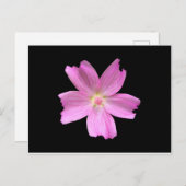 Carte Postale Musk-mallow (Devant / Derrière)