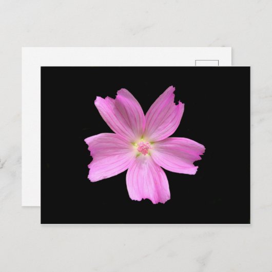 Carte Postale Musk-mallow (Devant / Derrière)