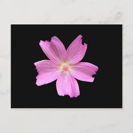 Carte Postale Musk-mallow (Devant)