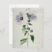 Carte Postale Musk Mallow, 18ème siècle (Devant / Derrière)