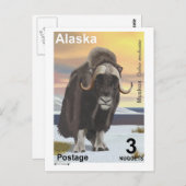 Carte Postale Muskox (Devant / Derrière)