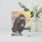 Carte Postale Muskox (Debout devant)