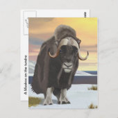 Carte Postale Muskox (Devant / Derrière)