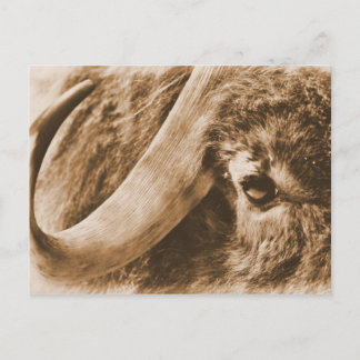 Carte Postale Muskox