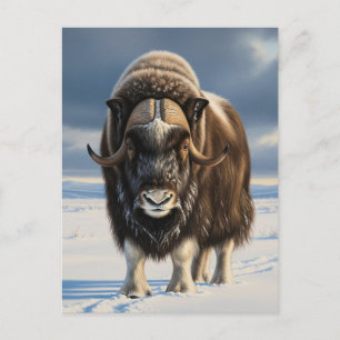 Carte Postale Muskox dans le parc national Aulavik Canada