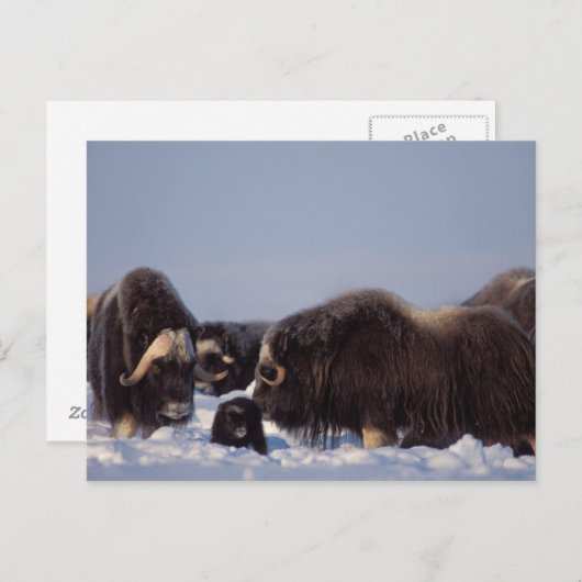 Carte Postale muskox, moschatus d'Ovibos, taureau et vache avec (Devant / Derrière)