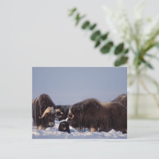 Carte Postale muskox, moschatus d'Ovibos, taureau et vache avec (Debout devant)