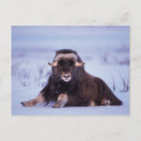 muskox, Ovibos moschatus, jeune taureau