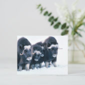 Carte Postale Muskoxen (Debout devant)