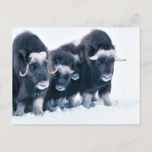 Carte Postale Muskoxen (Devant)