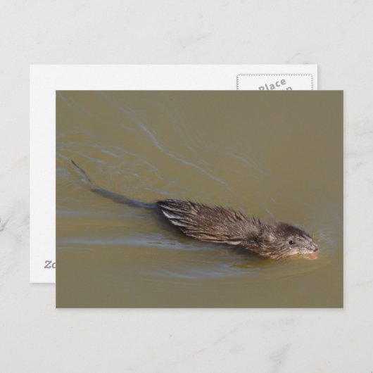 Carte postale Muskrat (Devant / Derrière)