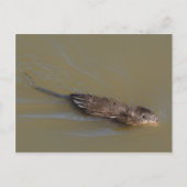 Carte postale Muskrat (Devant)