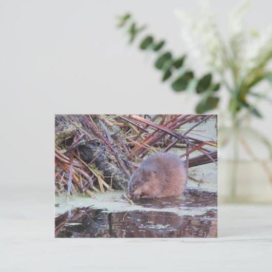 Carte Postale Muskrat (Debout devant)
