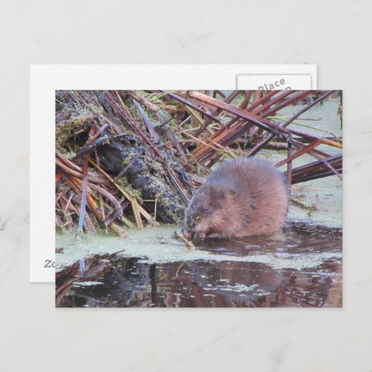 Carte Postale Muskrat (Devant / Derrière)