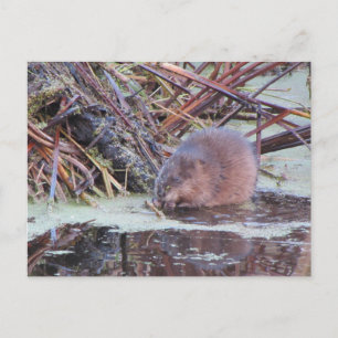 Carte Postale Muskrat