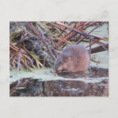 Carte Postale Muskrat (Devant)