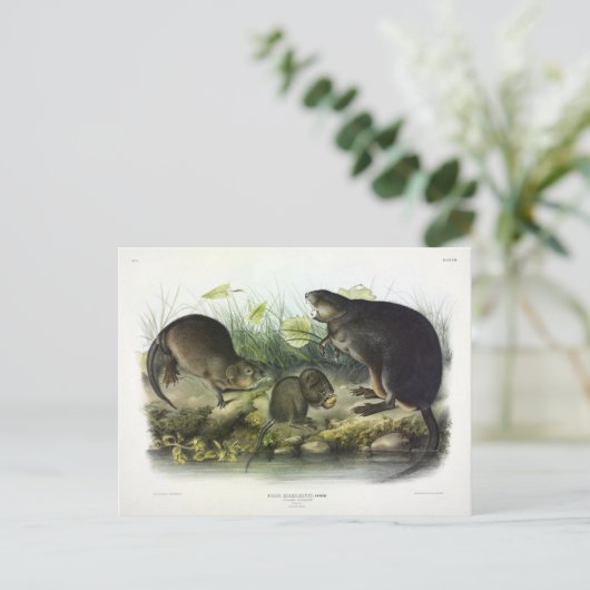 Carte Postale Muskrat de Quadrupeds of North America d'Audubon (Debout devant)