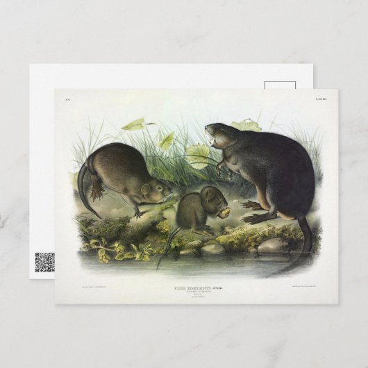 Carte Postale Muskrat de Quadrupeds of North America d'Audubon (Devant / Derrière)