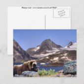 Carte Postale Muskus au Groenland (Devant / Derrière)