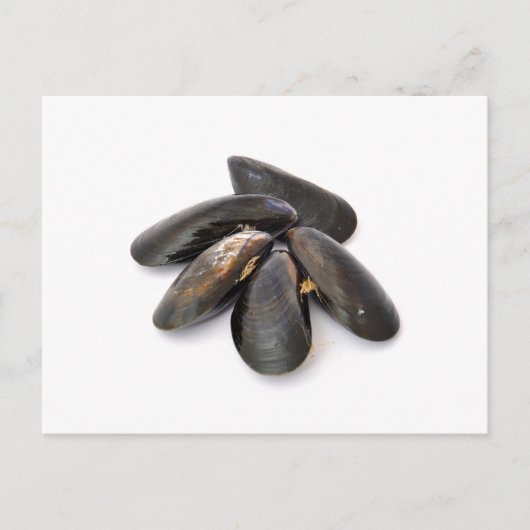 Carte Postale Mussel (Devant)