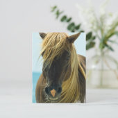 Carte postale Mustang (Debout devant)