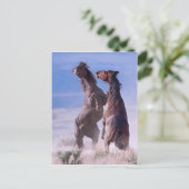Carte Postale Mustang Fight 2 (Debout devant)