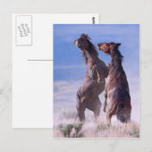 Carte Postale Mustang Fight 2 (Devant / Derrière)