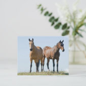 Carte postale Mustang Horse Pair (Debout devant)