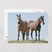 Carte postale Mustang Horse Pair (Devant / Derrière)