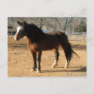 Carte Postale Mustang Mare